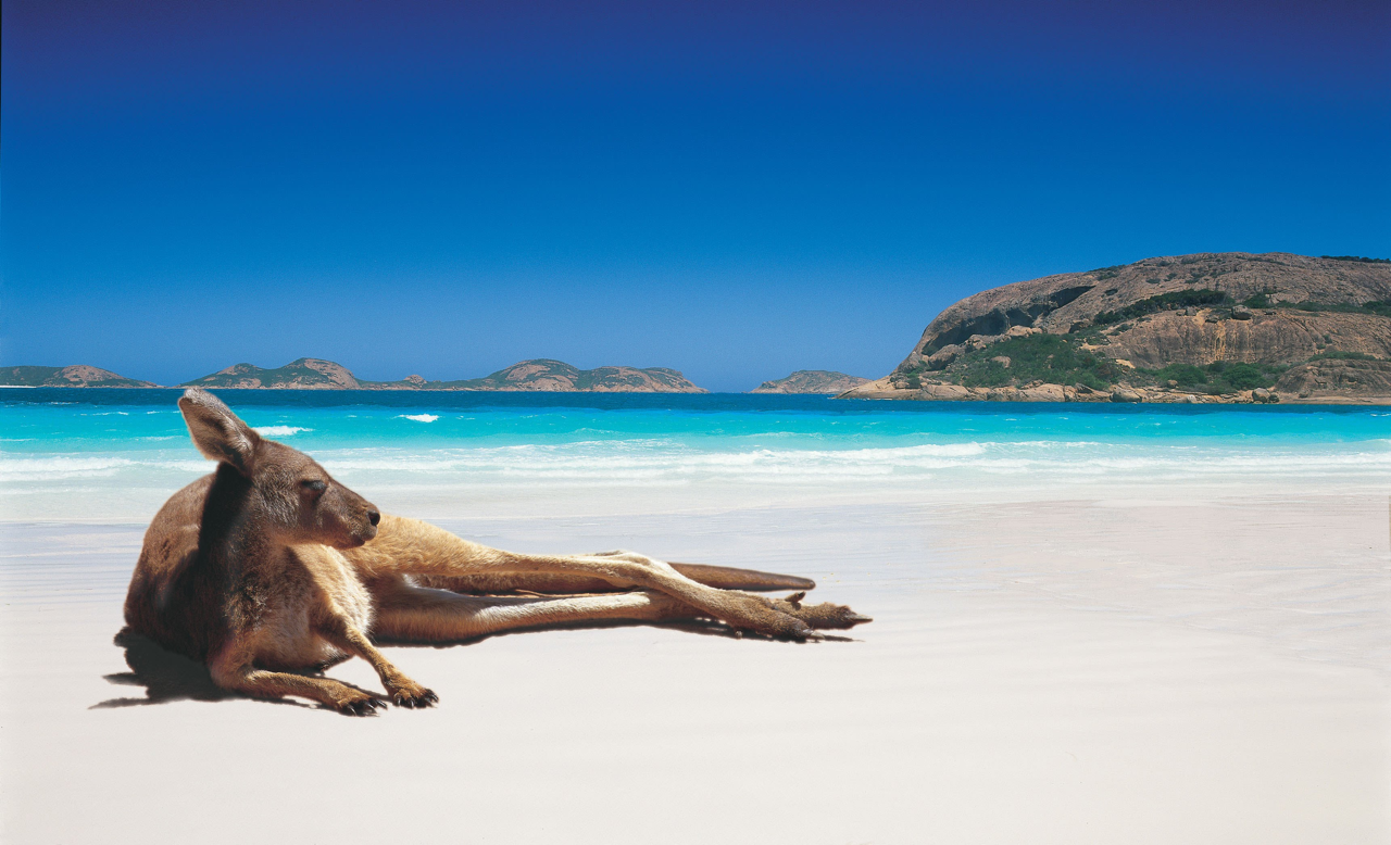Kangaroo resting on beach